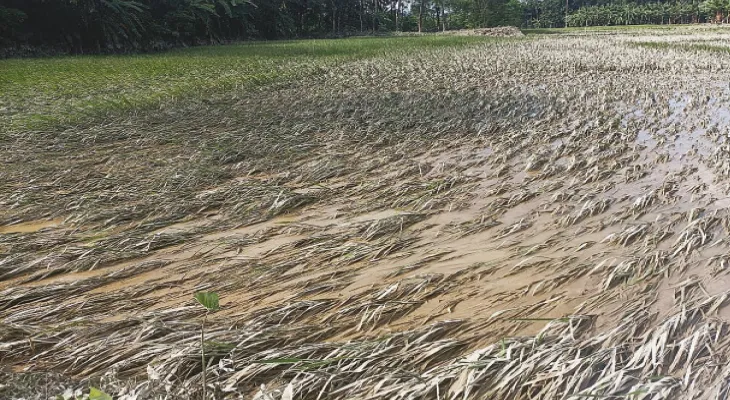 বিঘার পর বিঘা জমি জল-পলির তলায়, মাথায় হাত চাষিদের