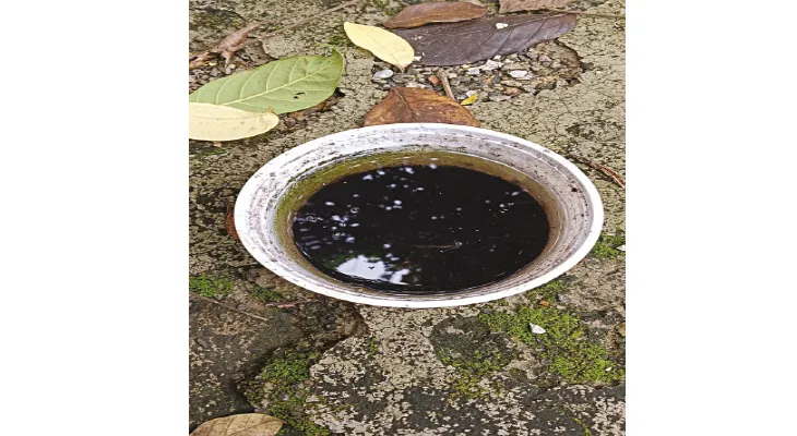 কিশোরীর মৃত্যুতে এলাকায় অভিযান, সল্টলেকে আবাসনের ভিতরেই মিলল ডেঙ্গুর লার্ভা!