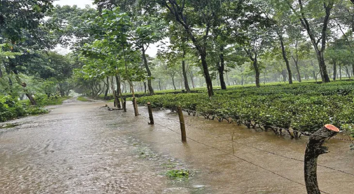 বিপর্যয়ে লন্ডভন্ড বাগান, ভেসে গেল ফ্যাক্টরিতে মজুত ৬০ হাজার কেজি চা