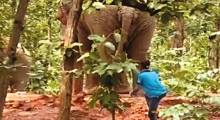 পিড়াকাটায় হাতির লেজ ধরে টানাটানি, ভিডিও ভাইরাল, শোরগোল