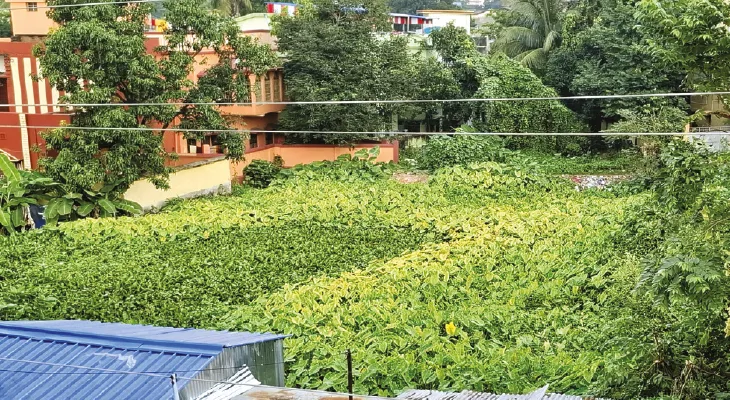 বহু জলাশয় আবর্জনা ও কচুরিপানায় বেহাল, সংস্কার চান সিউড়ির বাসিন্দারা