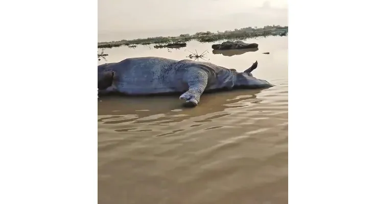 গোরুমারা থেকে জলঢাকা নদীতে ১৪০ কিমি ভেসে বাংলাদেশে গন্ডারের দেহ!