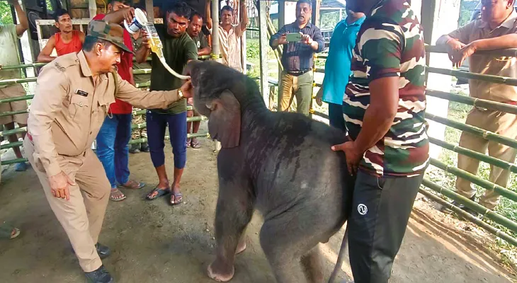 হলং পিলখানায় আনা হল মেচি নদী থেকে উদ্ধার ১৫ দিনের হস্তিশাবককে
