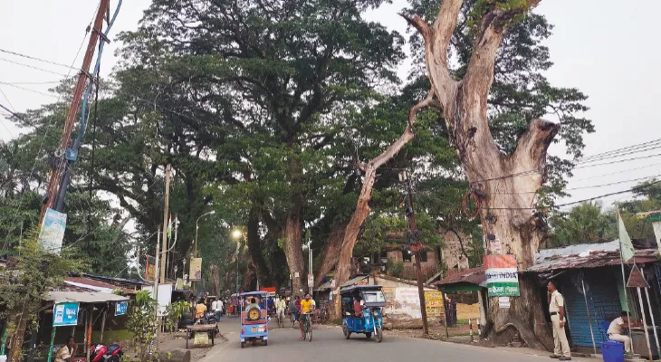 রাস্তার পাশে মরা গাছ, শুকনো ডাল কাটতে চেয়ে আবেদন বনগাঁ পুরসভার