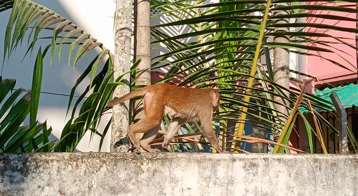 একমাস ধরে উৎপাত, ঘুমপাড়ানি গুলিতে কাবু হনুমান