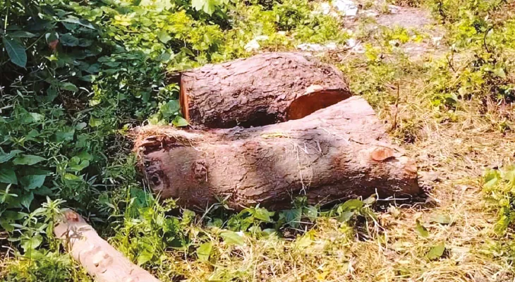 তমলুক হাসপাতালের গাছ-মাটি চুরি, চাঞ্চল্য, সাসপেন্ড সিকিউরিটি এজেন্সির সুপারভাইজার সহ ৪