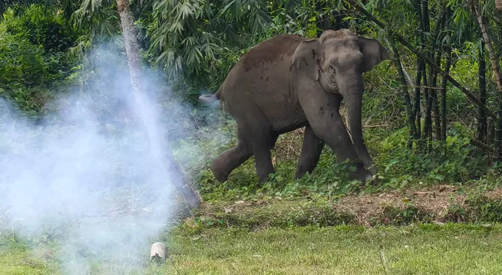 আচমকা লোকালয়ে গজরাজ! হাতি তাড়াতে কালঘাম ছুটছে বন দপ্তরের