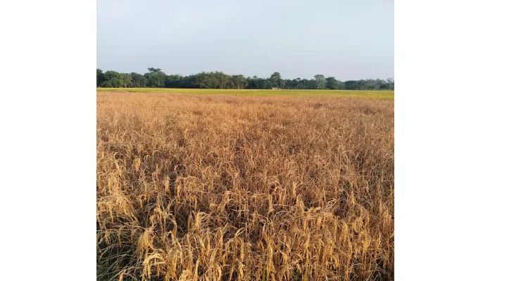 জামালদহে ধান খেতে পোকার আক্রমণ