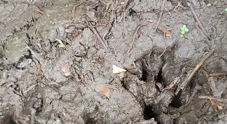 জলপাইগুড়ির ডেঙ্গুয়াঝাড়ে চিতাবাঘের হানা