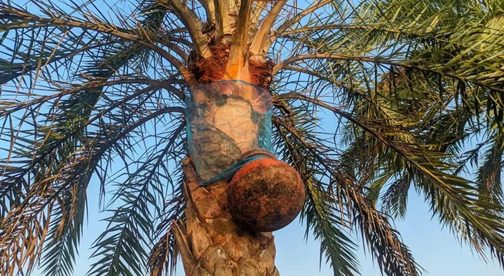 ঝাড়গ্রামে খেজুর গাছে টান, শিউলিরা উদ্বেগে