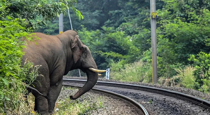 বন্ধ হয়ে যাবে হাতি চলাচলের করিডর, ঝাড়গ্রামে রেললাইনের ধারে গার্ডরেল বসানো বন্ধ করতে চিঠি বনদপ্তরের
