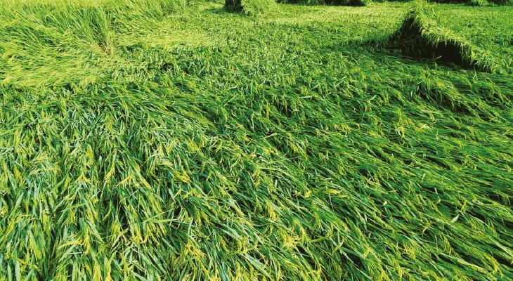 ঝড়বৃষ্টিতে পাকা ধানের বেহাল দশা, শোষক পোকা সংক্রমণের আশংকায় চাষিরা