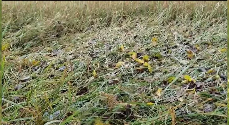 মন-থা’র জেরে জলপাইগুড়ি জেলায় ভারী বৃষ্টি, ফসলের ক্ষতি নিয়ে চিন্তায় কৃষকরা