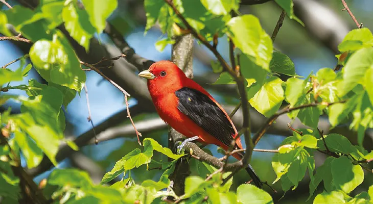 ঋতু বদলায়, রং বদলায়
