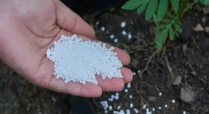 রবি চাষে জোগান স্বাভাবিক রাখতে বাঁকুড়ায় এল ৫০ মেট্রিক টন ইউরিয়া