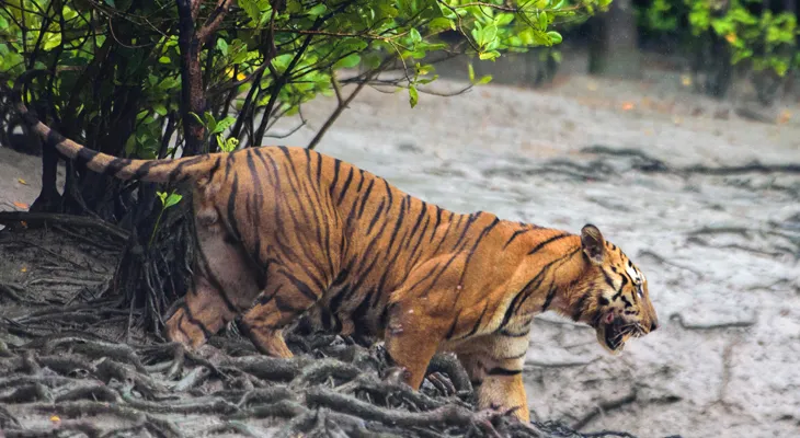 বাঘ শুমারির পাশাপাশি খাবারের জোগান কত? জানতে সুন্দরবনজুড়ে বসছে প্রায় দেড় হাজার ক্যামেরা