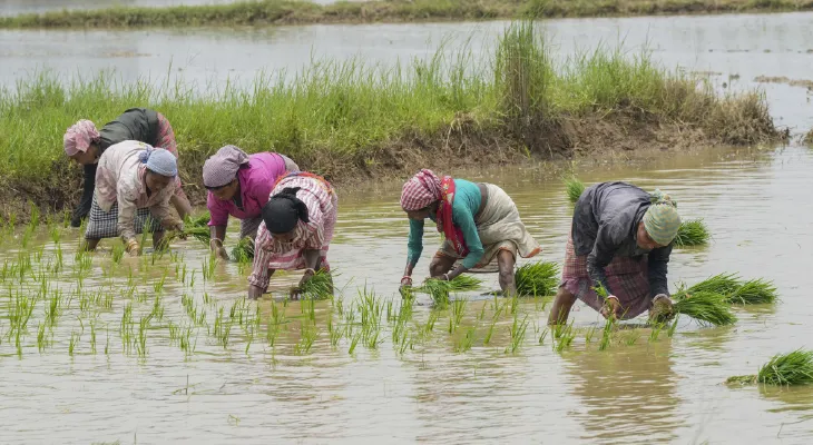 খরিফ মরশুমে রেকর্ড ধান চাষ, উৎপাদন বৃদ্ধির আশা কৃষকদের