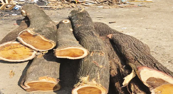 ঝাড়খণ্ড সীমানায় কাঠ পাচারকারীদের দৌরাত্ম্য, মুরারইয়ে প্রচুর গাছের গুঁড়ি বাজেয়াপ্ত