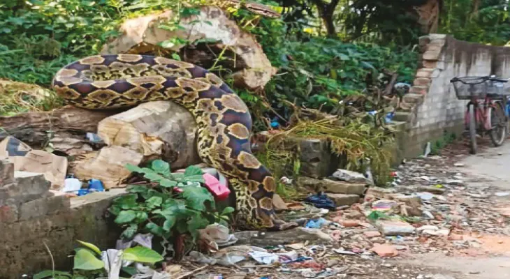 নিউ বারাকপুরে ময়াল সাপ! এআই ছবি নিয়ে শোরগোল