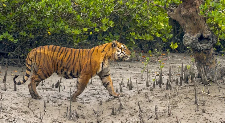 বাঘের হানায়  মৃত্যু মৎস্যজীবীর
