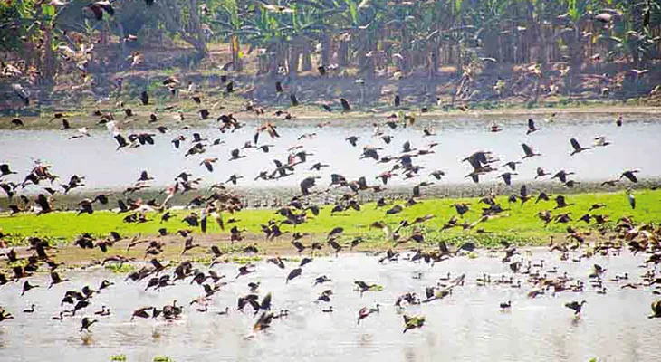 শীত পড়তেই মোতিঝিলে হাজির পরিযায়ী পাখিরা, ভিড় পর্যটকদের