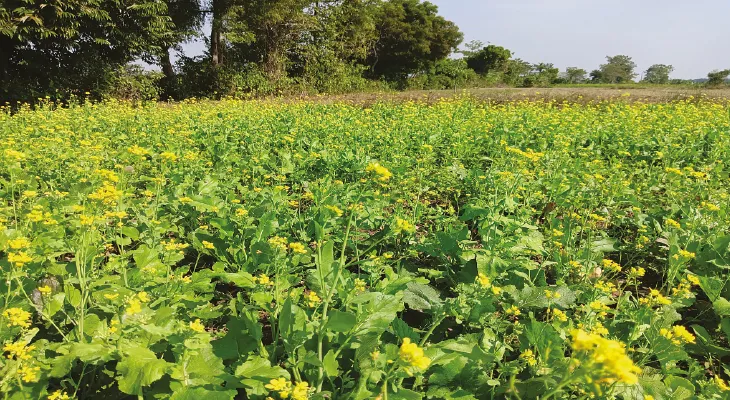 সরকারের বিলি করা সরষে বীজে গলদ, ছোট গাছেই ফুল