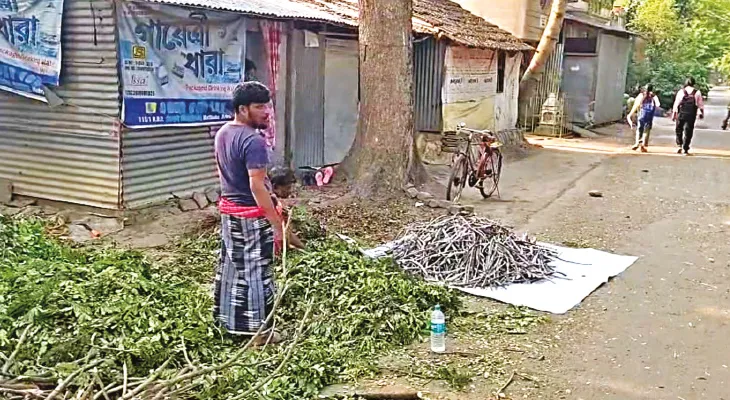 হাবড়া: ভেষজ রং তৈরিতে শিশু, শিরীষ গাছ থেকে ছত্রাক সংগ্রহ শুরু