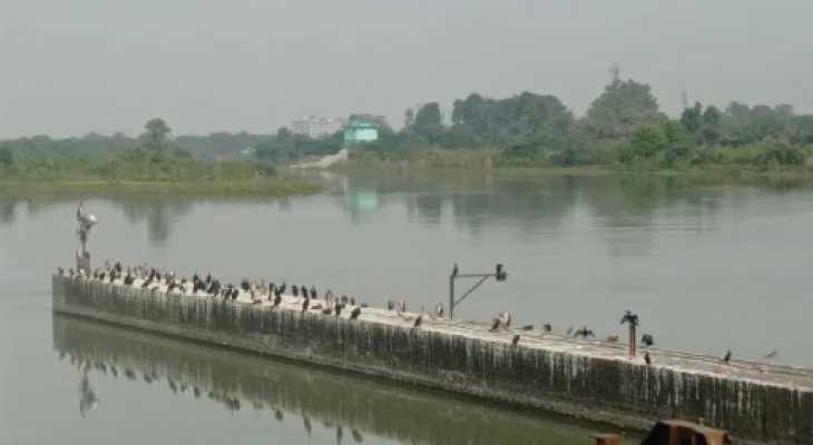 শীত পড়লেও ফুলবাড়িতে পরিযায়ী পাখি হাতেগোনা