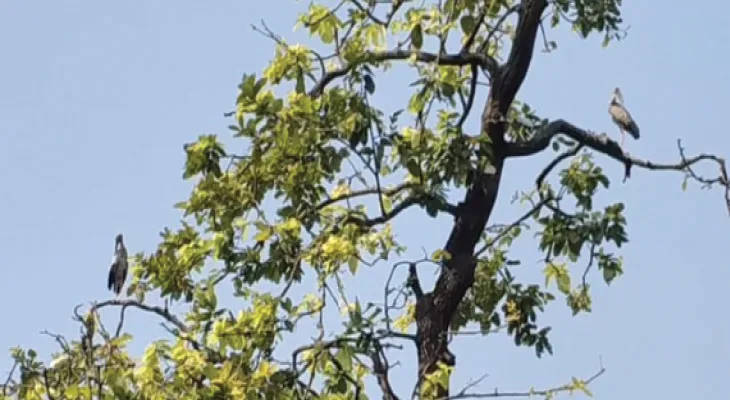 অজয়-দামোদরে আসা পরি‌যায়ী পাখি শিকার রুখতে প্রচারে নামছে বনদপ্তর