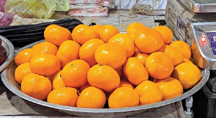 মালদহে শীতের কমলালেবু মেলাচ্ছে দার্জিলিং, নাগপুর, দক্ষিণ আফ্রিকাকে
