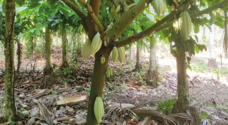 চকোলেটের জন্য রাজ্যে এই প্রথম কোকো চাষ, জলপাইগুড়ির ফার্মে মিলছে চারাগাছ