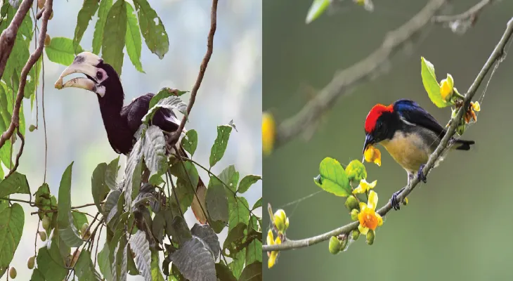 বক্সায় বার্ড ফেস্টিভ্যাল শুরু ৬ জানুয়ারি, যোগ দেবেন দেশ-বিদেশের পক্ষী বিশারদরা
