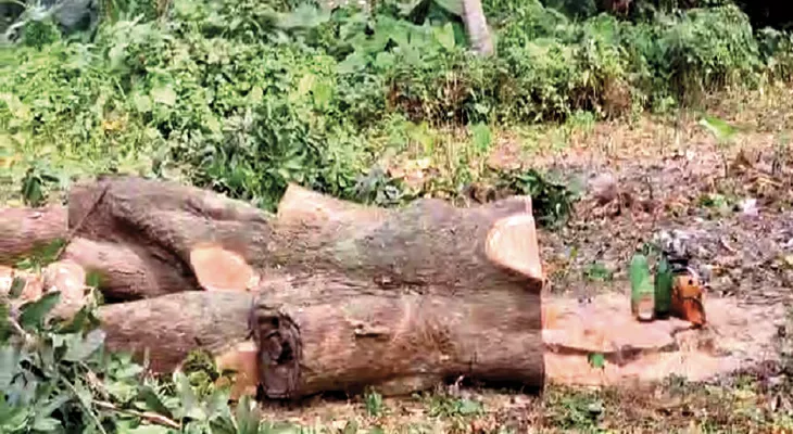 কাটা হচ্ছে আম বাগানের পুরোনো গাছ, চলছে প্লটিং করে জমি বিক্রি, শ্যামনগরের কাউগাছি পঞ্চায়েতে রাতারাতি বদল হচ্ছে জমির চরিত্র