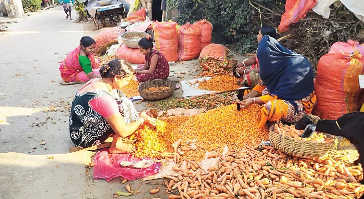 ভিন রাজ্যে রপ্তানি, একবস্তা গাজর কেটে দেগঙ্গার গ্রামে মহিলাদের আয় ৪০ টাকা