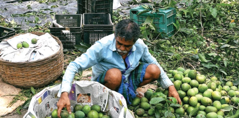 তেহট্টের আমের চাহিদা বাড়ছে ভিনরাজ্যে