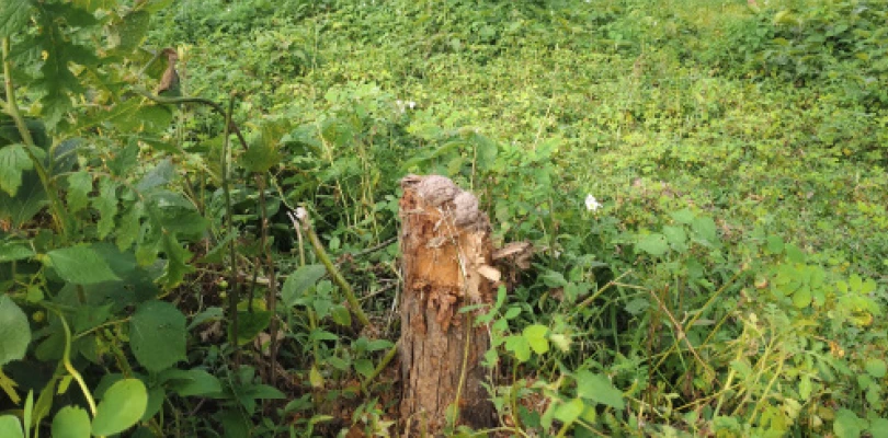 নজরদারির অভাব, কালুয়াজোতের সামাজিক বনসৃজন প্রকল্প থেকে সাফ হয়ে যাচ্ছে গাছ