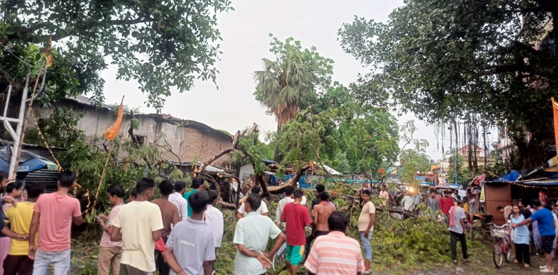 প্রবল ঝড়-বৃষ্টিতে উপড়ে পড়ল গাছ, বোলপুর-সিউড়ি সড়কে যান চলাচল ব্যাহত