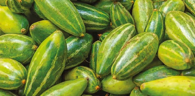 বাজারে দামই নেই, মাথায়  হাত নদীয়ার পটল চাষিদের