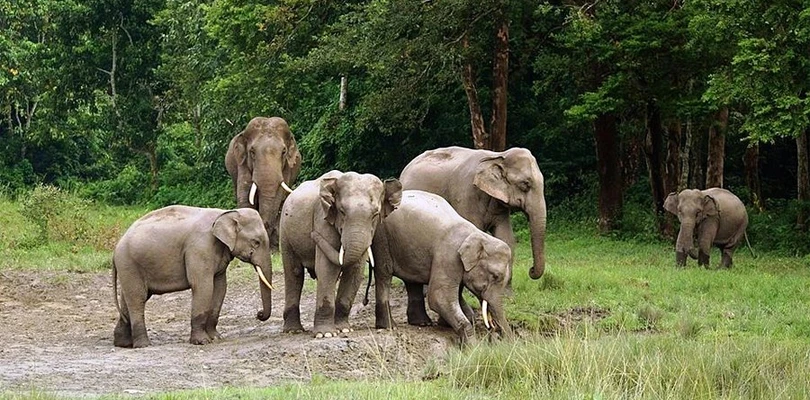 আগামী তিন মাসের জন্য বন্ধ রাজ্যের এই অভয়ারণ্যগুলি, জারি সরকারি বিজ্ঞপ্তি...কিন্তু কেন?