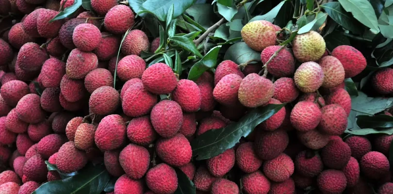 এক পিস লিচু ২৫ টাকা! জামাইষ্ঠীর বাজারে আগুন