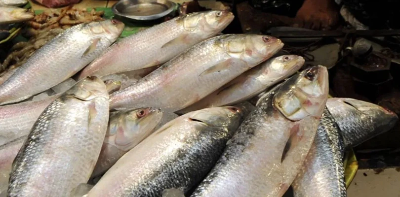 জামাইষষ্ঠীর বাজারে মহার্ঘ ইলিশ