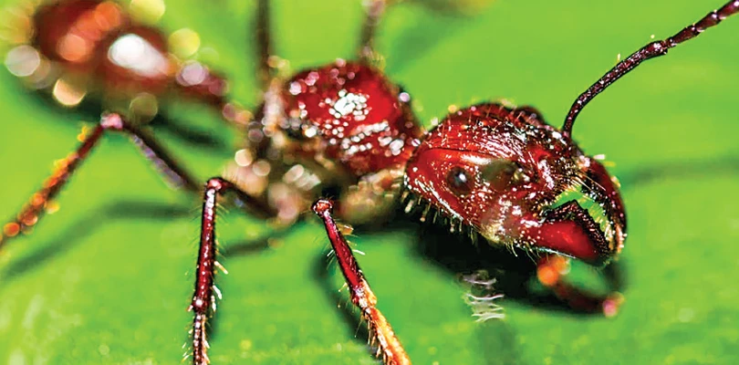 পিঁপড়ের পাখা