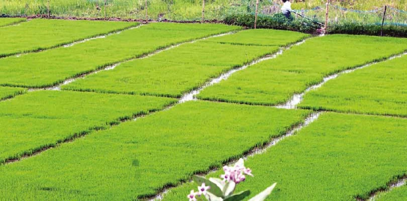 দাম নেই, বাড়িতে বোরো ধানের লাট  আমন চাষের খরচ নিয়ে চিন্তায় চাষিরা