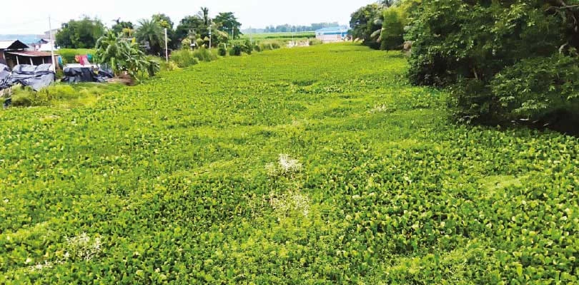 কালনার বেহুলা নদী কচুরিপানায় ভরতি, বর্ষায় বন্যার আশঙ্কায় বাসিন্দারা