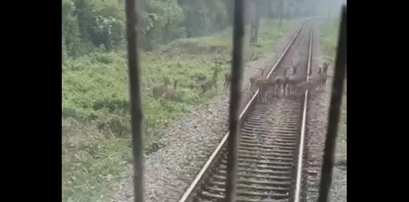 ট্রেনচালকের তৎপরতায় প্রাণে রক্ষা পেল হরিণের দল