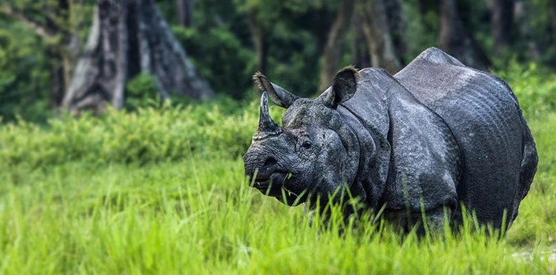 গন্ডারের সংখ্যা ৩০০ ছাড়াল, বন্যপ্রাণী সুরক্ষায় বড়সড় সাফল্য