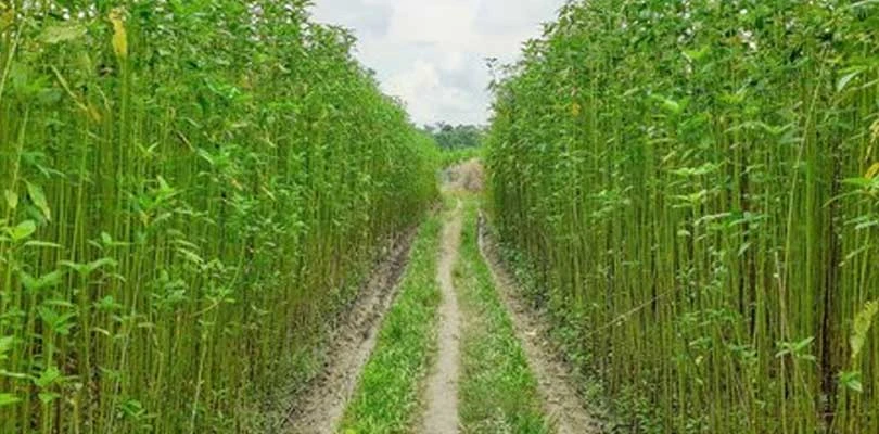দাম বিপুল, মোটা লাভের আশায় অপরিণত পাট কাটছেন কৃষকরা