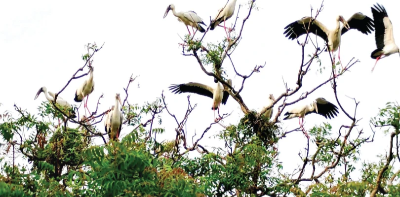 বর্ষা পড়তেই কলরবে মুখরিত কালনার পাখিগ্রাম
