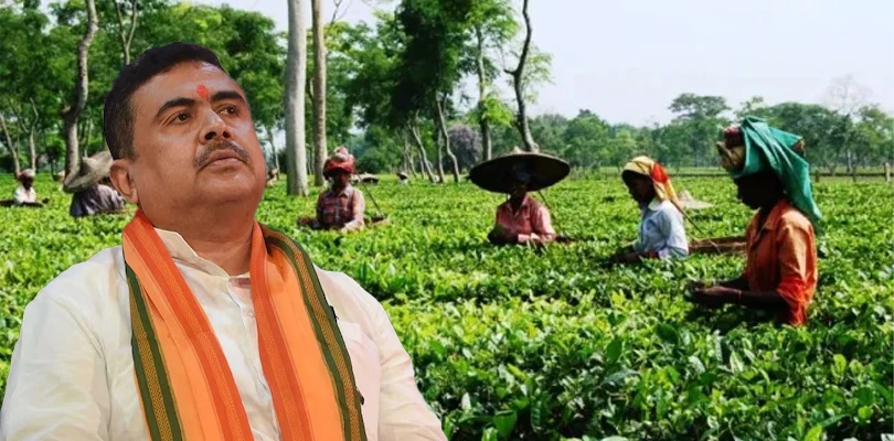 উত্তরবঙ্গে চা শ্রমিকদের জন্য বরাদ্দ ৩১৩ কোটি! সমাজ মাধ্যমে জানালেন মুখ্যমন্ত্রী