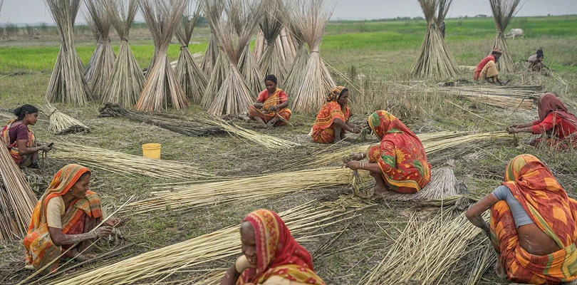 বৃষ্টির অভাবে পাট জাঁক দেওয়ার জল কোথায়! মাথায় হাত করিমপুরের চাষিদের